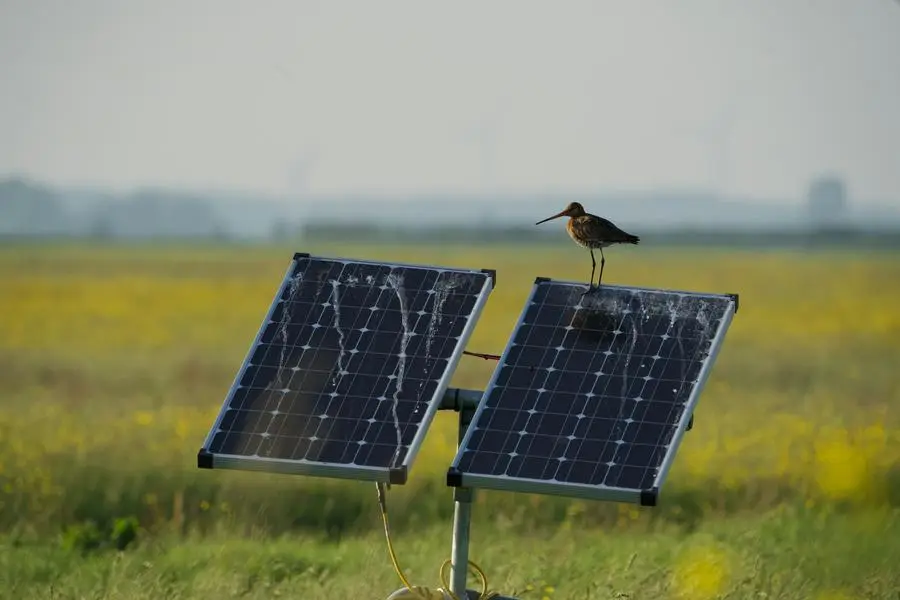Paneles solares sucios con excrementos de aves